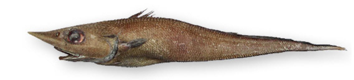 Trachyrincus scabrus_1112